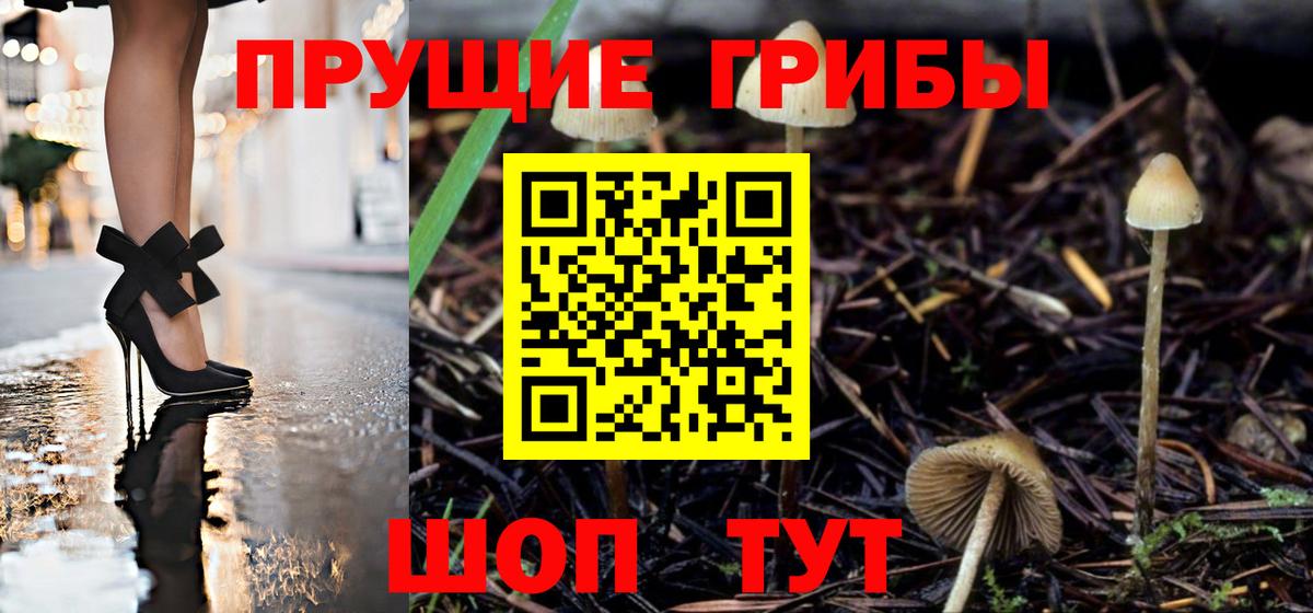 Псилоцибиновые грибы Psilocybine cubensis Лысьва